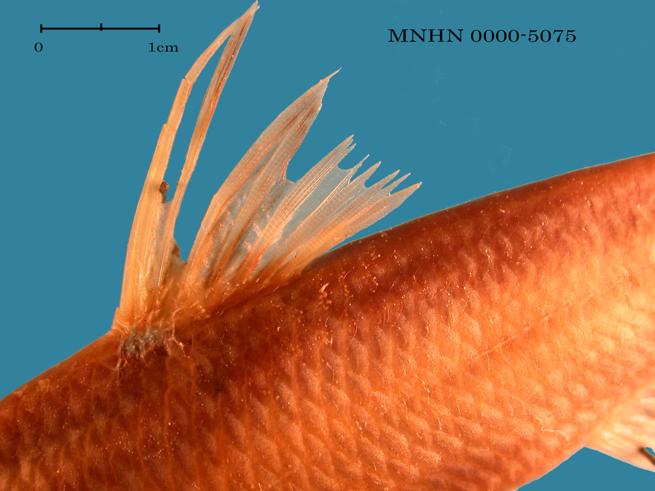 Sarcocheilichthys sinensis sinensis Bleeker, 1871